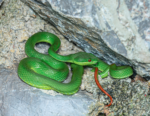 Photo of a Guo's Green Pit Viper (Trimeresurus guoi)
