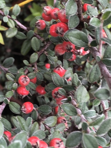 earthquake cotoneaster (Cotoneaster hodjingensis)