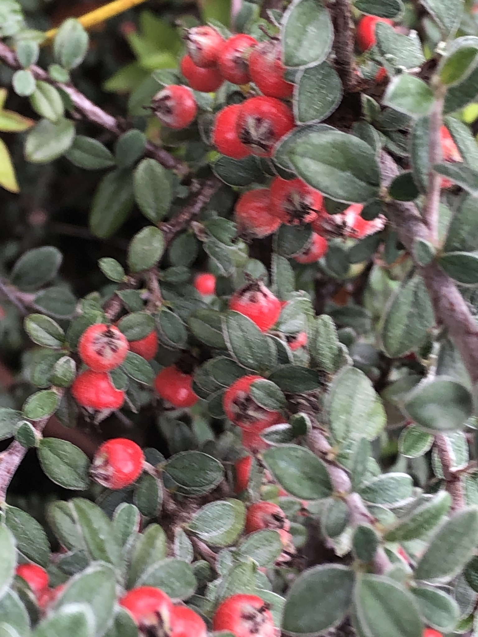 Cotoneaster hodjingensis