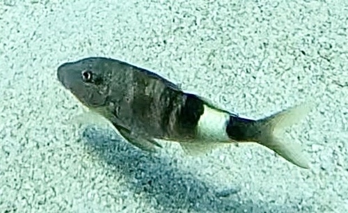 Manybar Goatfish (Parupeneus multifasciatus)