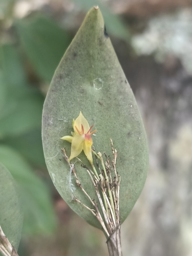 Lepanthes cuatrecasasii