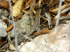 Pholidoscelis griswoldi