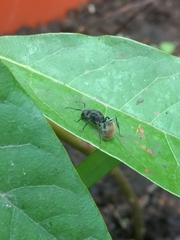 Camponotus