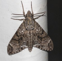 Psilogramma menephron