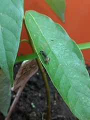 Camponotus