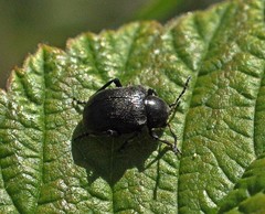 Bromius obscurus