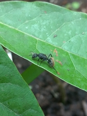 Camponotus