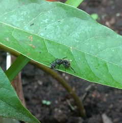 Camponotus