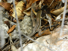 Pholidoscelis griswoldi