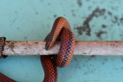 Adelphicos nigrilatum