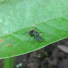 Camponotus
