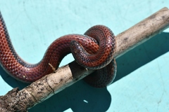 Adelphicos nigrilatum