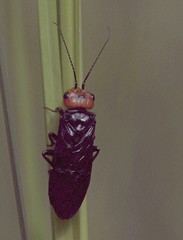 Acantholyda erythrocephala