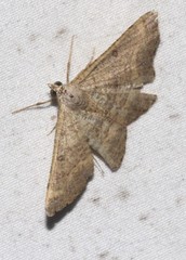 Dissomorphia australiaria