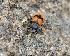 Panagaeus cruxmajor