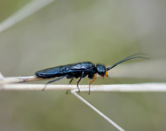 Acantholyda erythrocephala