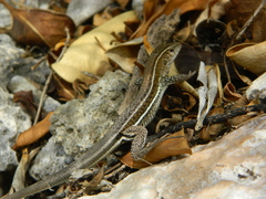 Pholidoscelis griswoldi
