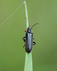 Cantharis obscura