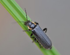 Cantharis obscura