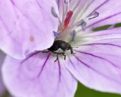 Zacladus geranii