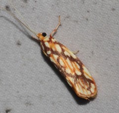 Lactura panopsia