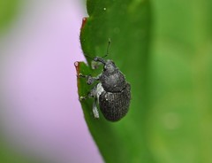 Zacladus geranii