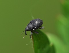 Zacladus geranii