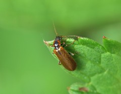 Rhagonycha nigriventris