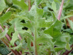 Crepis vesicaria