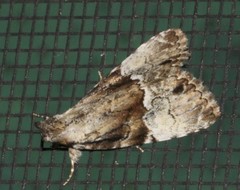 Alophosoma emmelopis