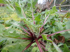 Crepis vesicaria