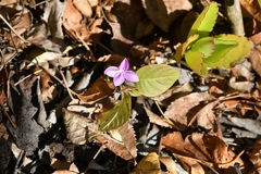 Pseuderanthemum praecox
