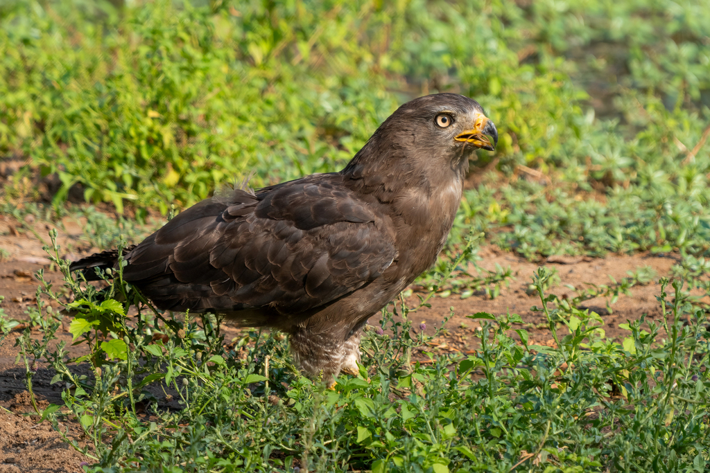 Western Banded Snake-Eagle (Circaetus cinerascens) photo