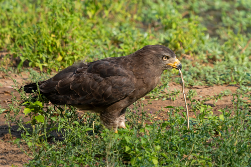 Western Banded Snake-Eagle