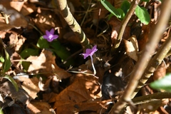 Pseuderanthemum praecox