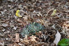 Echeveria pulidonis