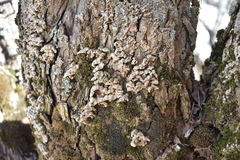 Cyphellaceae