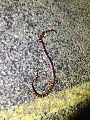 Lampropeltis annulata