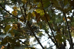 Chiranthodendron pentadactylon