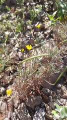 Eschscholzia minutiflora