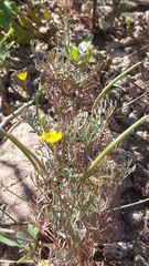 Eschscholzia minutiflora