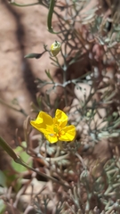 Eschscholzia minutiflora