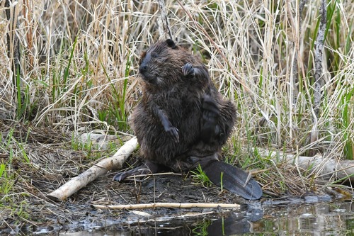 American Beaver photographed in Minnesota