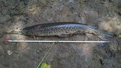 Lepisosteus oculatus