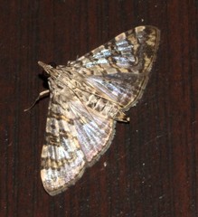 Dysallacta negatalis