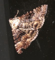 Aporoctena scierodes