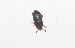 Carpophilus marginellus