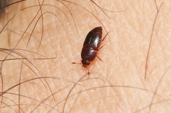 Carpophilus marginellus