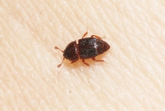 Carpophilus marginellus