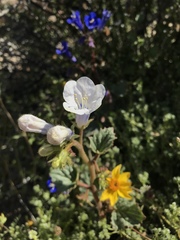 Phacelia campanularia